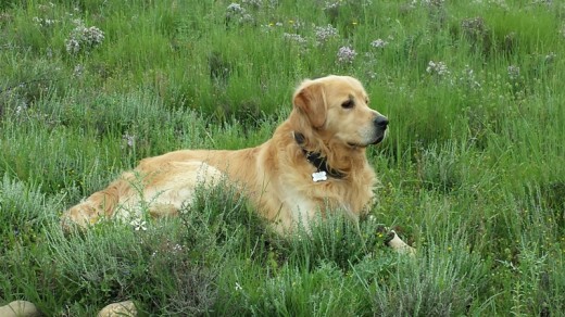 Krom aparte de ser muy guapo es un animal buenísimo. Nos tiene encantados. No tenemos hijos pero él para nosotros es nuestro bebé. Nobleza, ternura, sensibilidad son algunas características que le definen
Esperamos estar muchos años contigo pequeñín.
Te queremos con locura!!!!!!!!!!!! Krom aparte de ser muy guapo es un animal buenísimo. Nos tiene encantados. No tenemos hijos pero él para nosotros es nuestro bebé. Nobleza, ternura, sensibilidad son algunas características que le definen
Esperamos estar muchos años contigo pequeñín.
Te queremos con locura!!!!!!!!!!!!